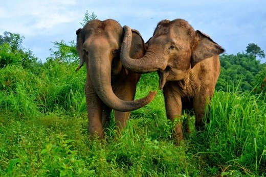 Elephants Consoles Each Other During Distress: Study Finds