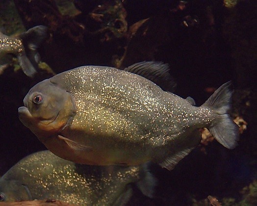 Pirhanas