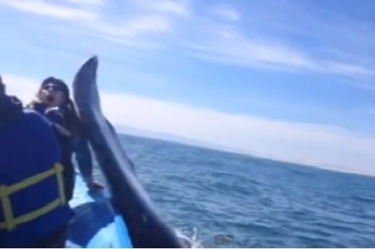 Whale Slaps Teenager on the Face With its Tail