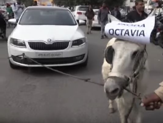 Donkey pulls Octavia Donkey pulls Skoda Octavia