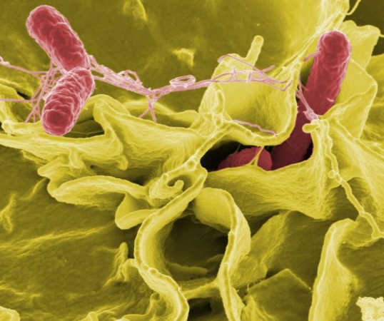 Using mice, the research team transplanted gut microbes from old mice (24 months old) into young, germ-free mice (six weeks old). Bacteria