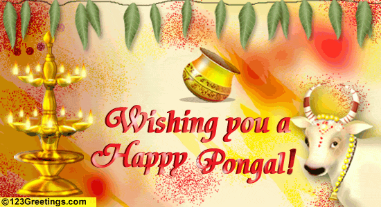 Image result for happy pongal images with Jallikattu