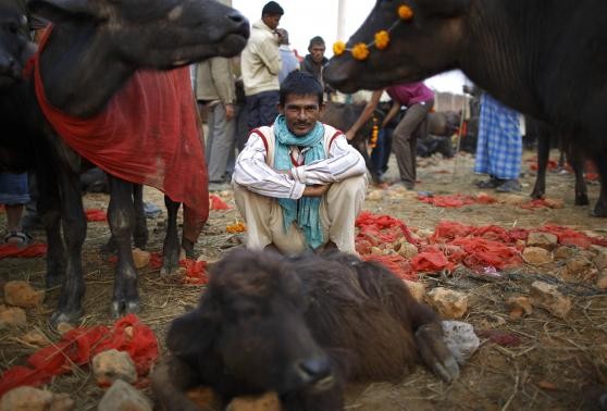 A herder sits inside an enclosure for buffalos awaiting sacrifice on the eve of the sacrificial ceremony for the "Gadhimai Mela" festival in Bariyapur November 27, 2014.