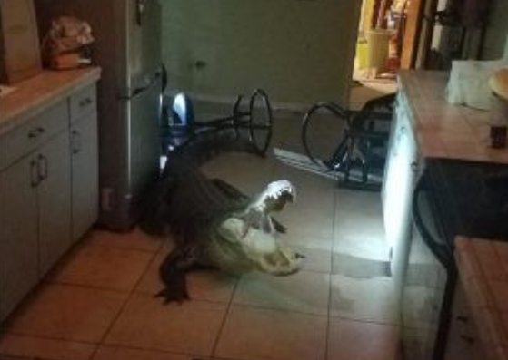 alligator in florida