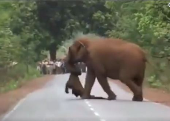 elephant funeral photo