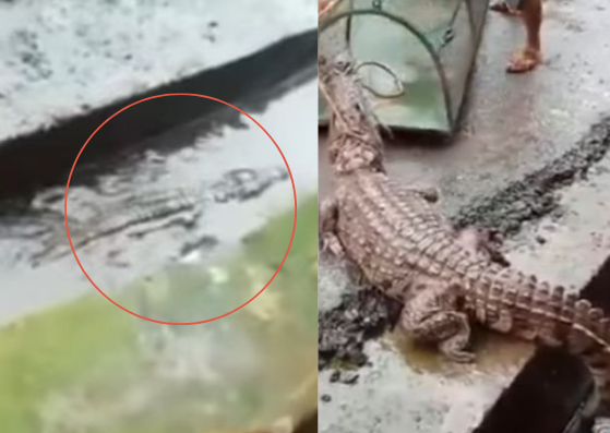 crocodile in Maharashtra drain