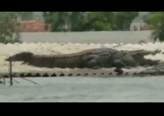 crocodile on the roof in karnataka