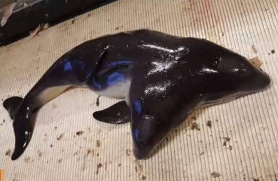 two-headed porpoise, porpoise, rare, marine creature, weird,