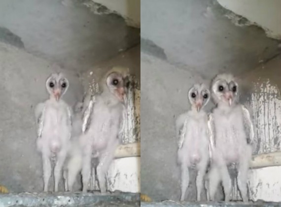 Aliens Spotted In India Birds With Spooky Eyes Mistaken For