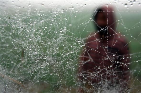 Dew drops form on a spider's web as cold weather continues to sweep north India on the outskirts of Jammu January 5, 2011