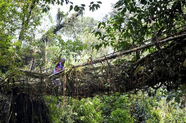 Living Root Bridges Living Root Bridges