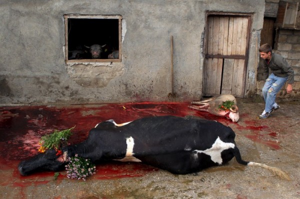 [GRAPHIC PHOTOS] Bakrid 2015: Muslims sacrifice cattle in 