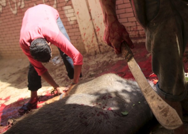 [GRAPHIC PHOTOS] Bakrid 2015: Muslims sacrifice cattle in 