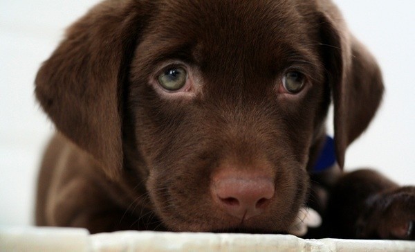 Man Jailed For Pounding Head of a Eight-Month-Old Pup