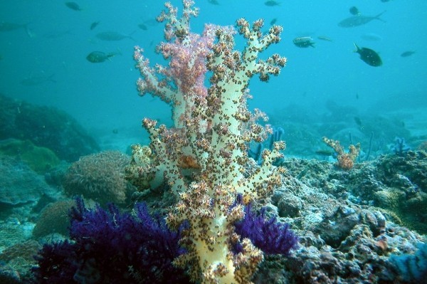 Coral reef