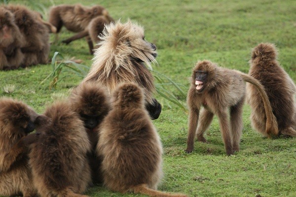 Geladas