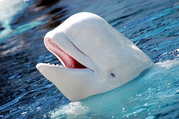 Extremely Rare Albino Whale Spotted in Sydney (Representational Image)