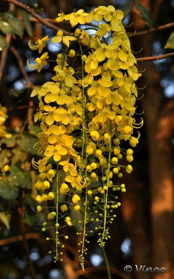 Happy Vishu 2015 Festival of Vishukkani and Kaineettam; How and Why it
