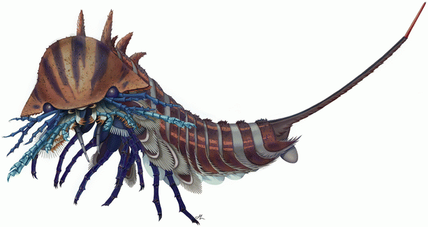 Artistic reconstruction of Habelia optata. Habelia is thought to have been an active predator, eating small animals with hard carapaces -- such as trilobites. Habelia optata