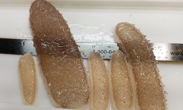sea creatures, pyrosomes, alien creature, weird,West Coast,