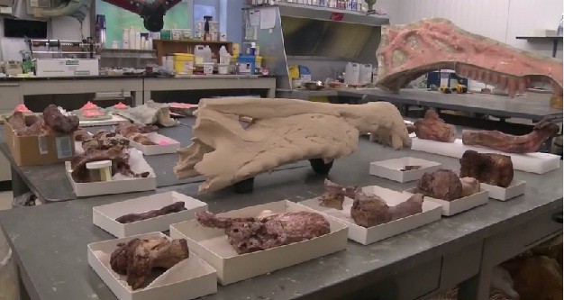 Bones of Spinosaurus at the University of Chicago Lab Bones of Spinosaurus at the University of Chicago Lab
