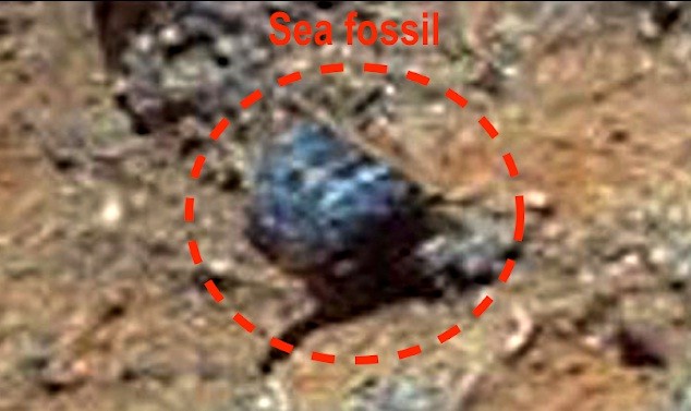 Fossil of Mars