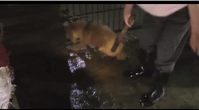 Dogs Clubbed to Death for Meat: Undercover Video Throws Light on China’s Animal Cruelty Dogs Clubbed to Death for Meat: Undercover Video Throws Light on China’s Animal Cruelty