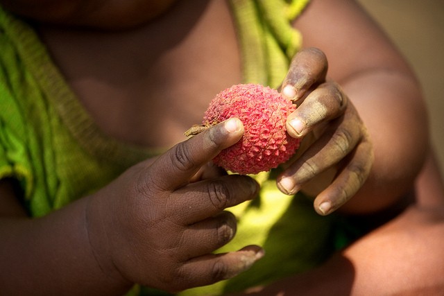 Litchi (Lychee)