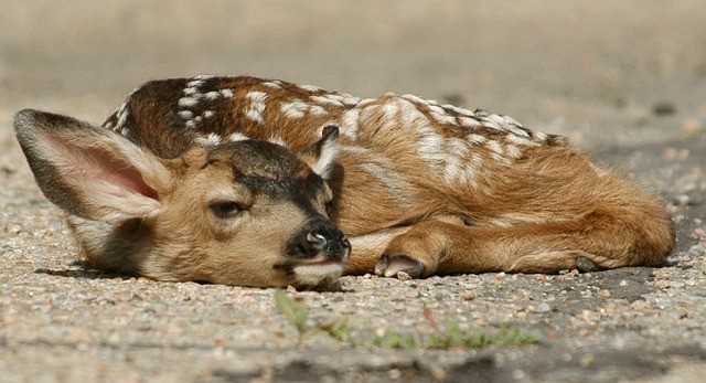 Picture For Representation Deer