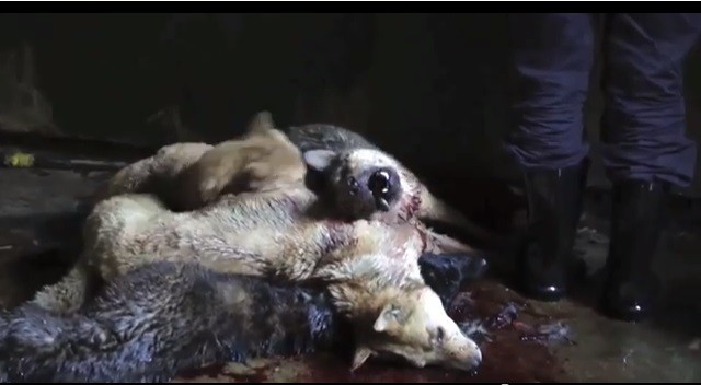 Dogs Clubbed to Death for Meat: Undercover Video Throws Light on China’s Animal Cruelty Dogs Clubbed to Death for Meat: Undercover Video Throws Light on China’s Animal Cruelty