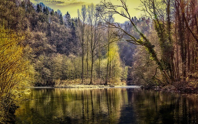 Picture for representation Forest