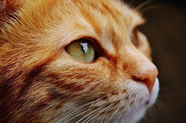 Picture For Representation Cat