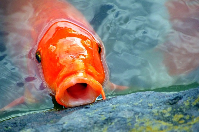 Picture for Representation Fish