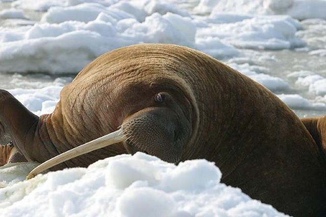 (Picture for representation) The walrus was seen chilling while floating in water. Walrus