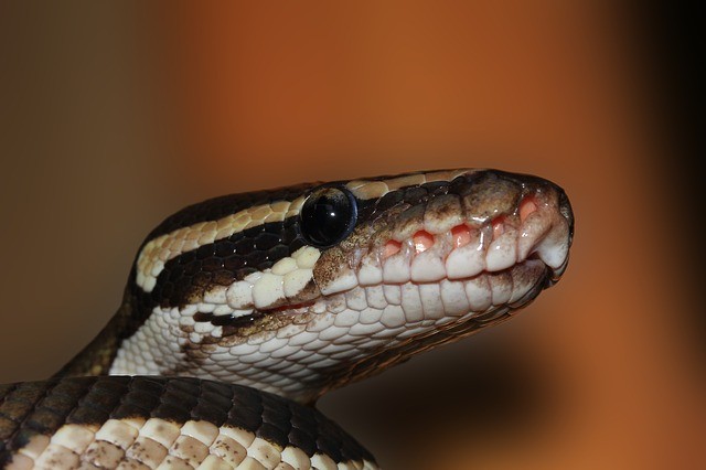 (Picture for representation) The video shows a snake drinking water in a very composed manner. Snake