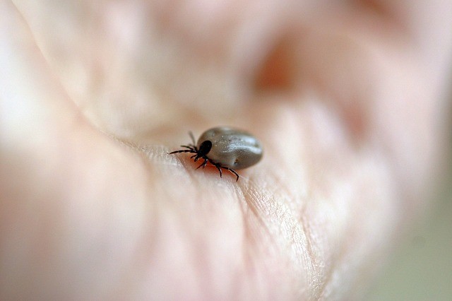 Representation image of tick tick