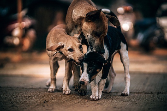 Picture For Representation Dogs