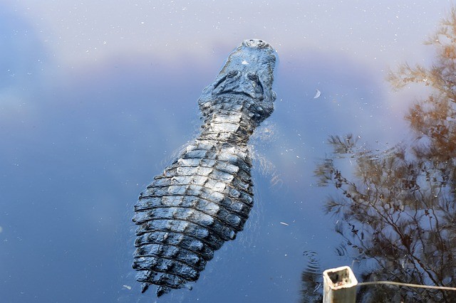 Researchers have found a key link that explains the evolution of crocodiles Picture For Representation Crocodile