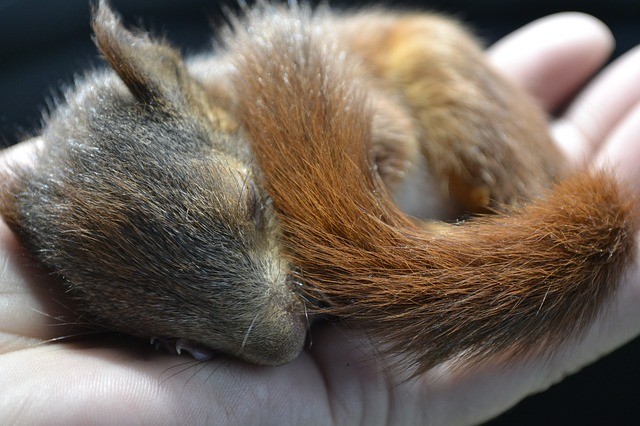Picture for representation Squirrel