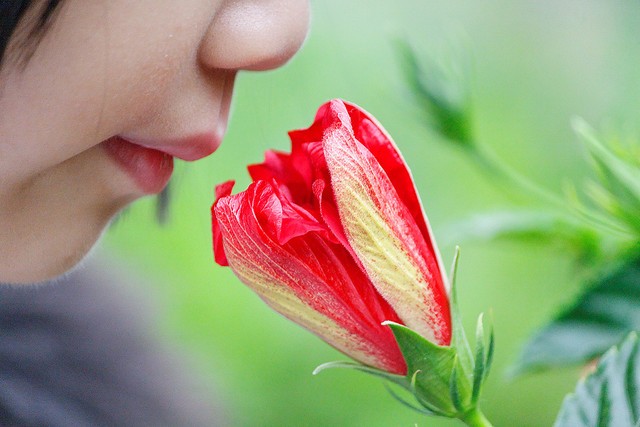 In the study, consumption of poor diet led to major structural and functional changes in the animals' sensory system related to smell called olfactory system. Smell, nose