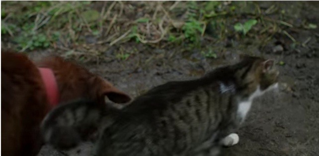 Pudditat, a top cat, leads the way for Tervel, a blind and partially deaf dog cat leads the way for blind dog
