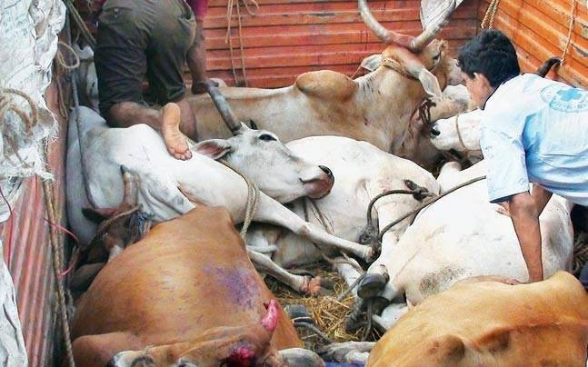Cow smuggling in UP Cow smuggling