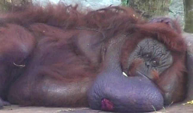 binny orangutan
