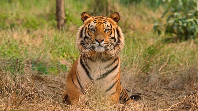 A tiger Tiger