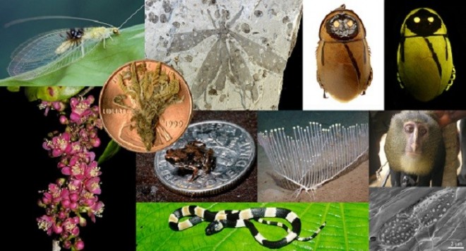 Top 10 new species of 2012