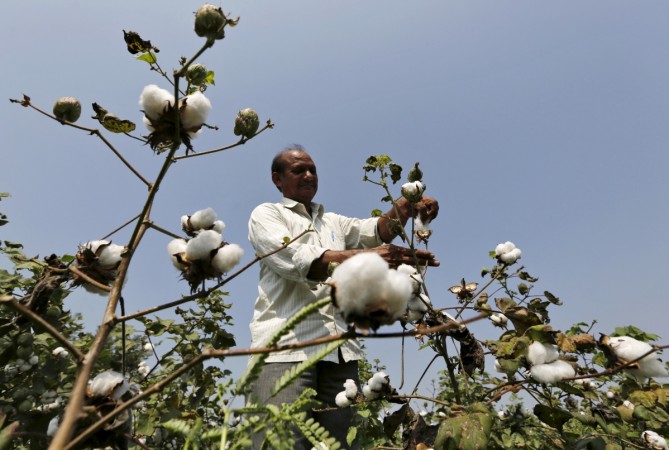 GM Cotton Monsanto