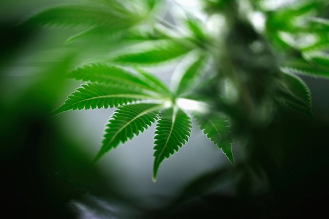 Picture for representation Cannabis