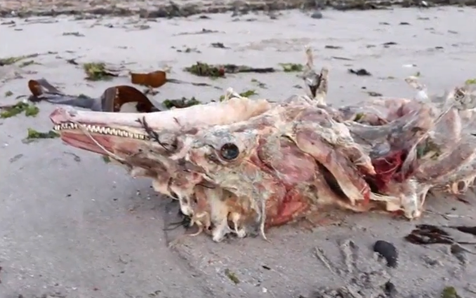 The dolphin's carcass. The dolphin's carcass.