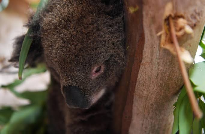 An injured juvenile koala rests at the emergency response wildlife shelter in Mallacoota, Victoria, Australia. Koalas
