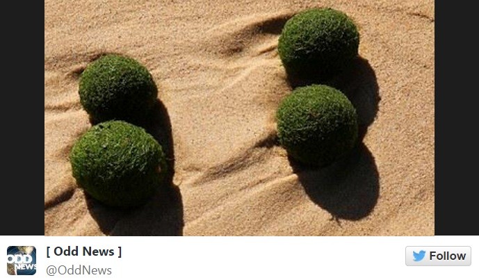 UFO or alien eggs? Hundreds of mysterious green, sponge-like balls have been washed ashore in a northern Sydney beach. UFO or alien eggs? Hundreds of mysterious green, sponge-like balls have been washed ashore in a northern Sydney beach.